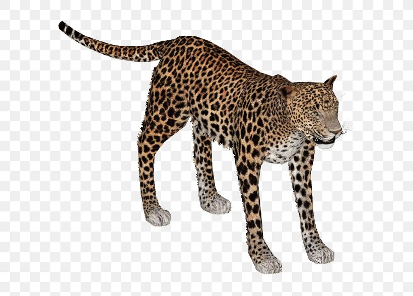 African Leopard Lion Indian Leopard Cheetah Felidae, PNG, 588x588px, African Leopard, Animal Figure, Big Cat, Big Cats, Carnivoran Download Free