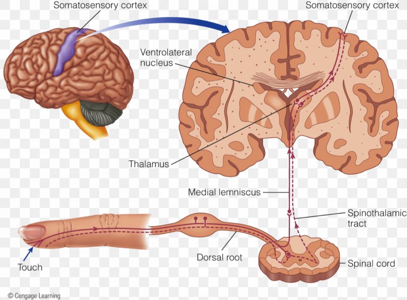 Brain Cutaneous Receptor Neural Pathway Lamellar Corpuscle Tactile Corpuscle, PNG, 1292x956px, Watercolor, Cartoon, Flower, Frame, Heart Download Free
