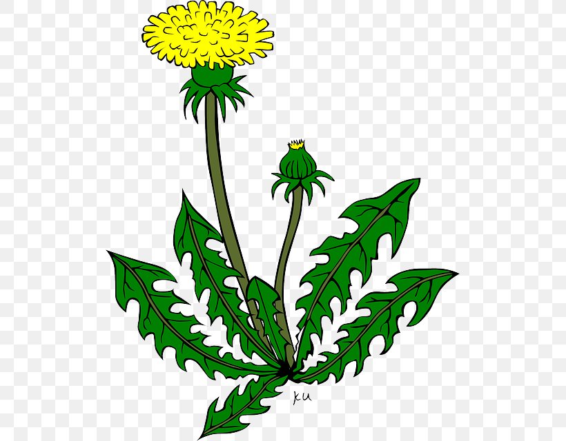 Common Dandelion Drawing Clip Art, PNG, 513x640px, Common Dandelion, Artwork, Black And White, Chrysanths, Cut Flowers Download Free