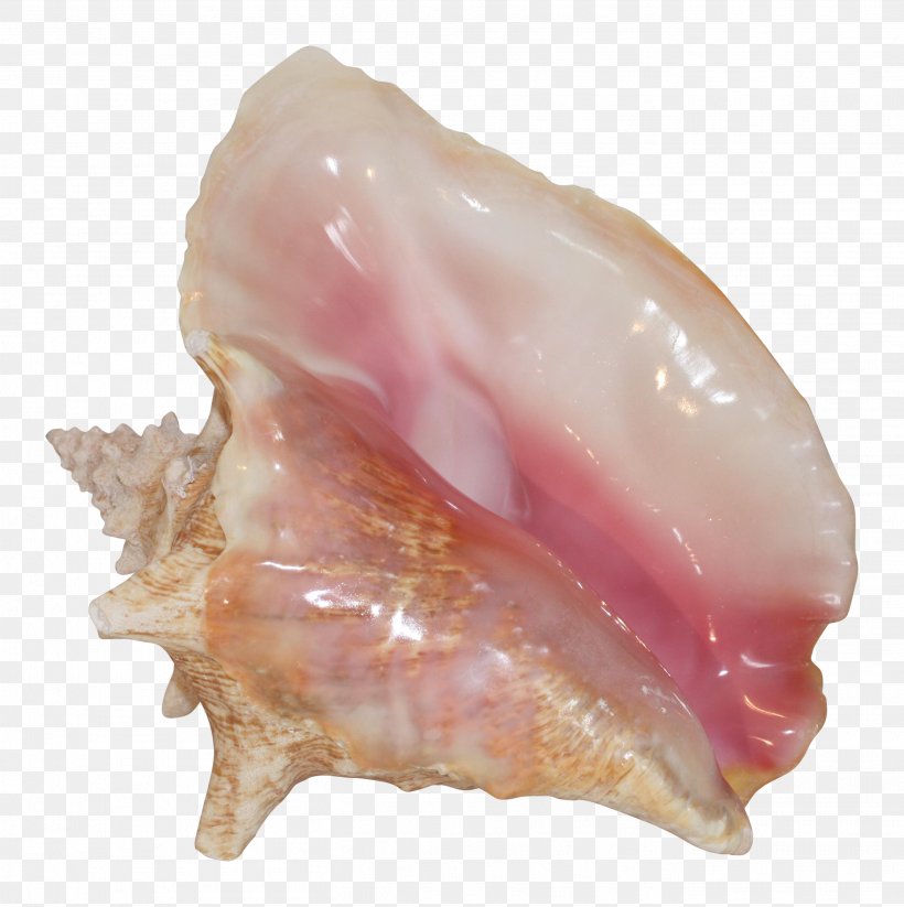 Conchology Seashell Shankha Beach, PNG, 2708x2721px, Conch, Animal Source Foods, Beach, Bed, Bedding Download Free