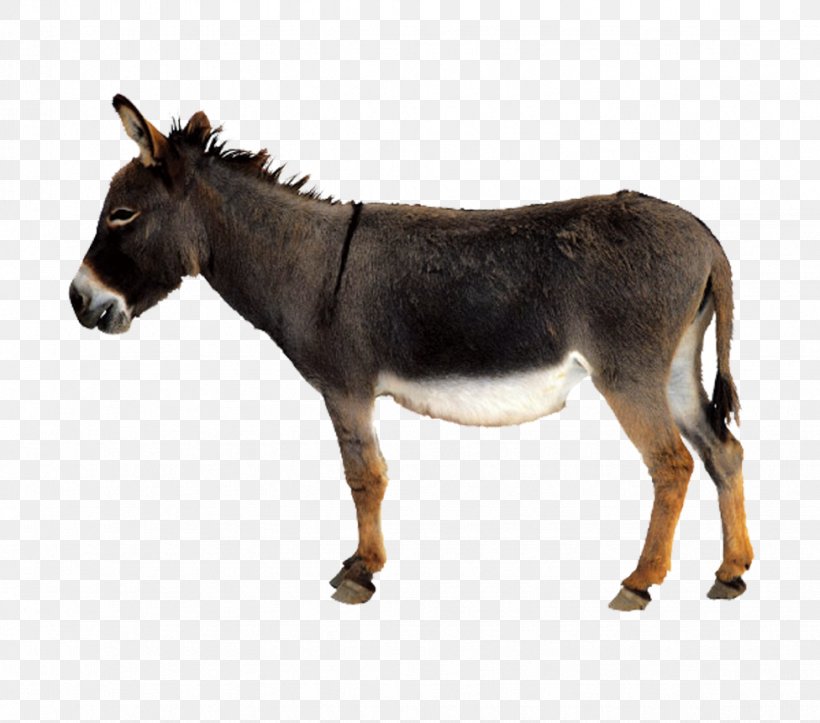 Donkey Mule Chicken, PNG, 976x861px, Donkey, Chicken, Fauna, Fundal, Horse Like Mammal Download Free