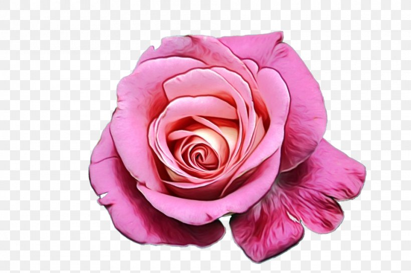 Garden Roses Flower Image White Rose Of York, PNG, 960x639px, Garden Roses, Cabbage Rose, China Rose, Cut Flowers, Floribunda Download Free
