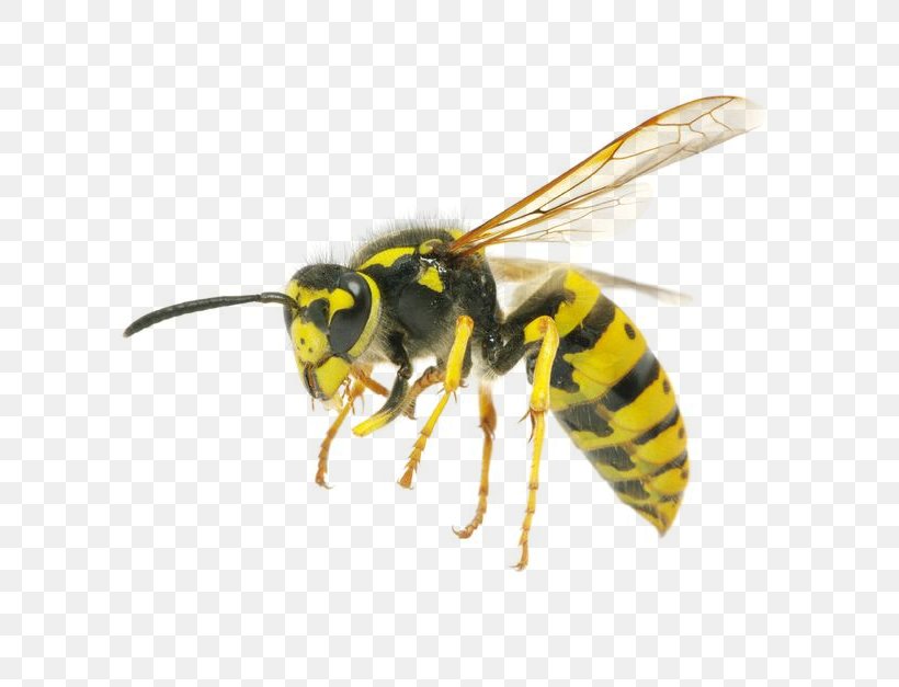 Hornet Characteristics Of Common Wasps And Bees Insect Yellowjacket, PNG, 764x627px, Hornet, Arthropod, Bee, Bee Removal, Eastern Cicada Killer Download Free