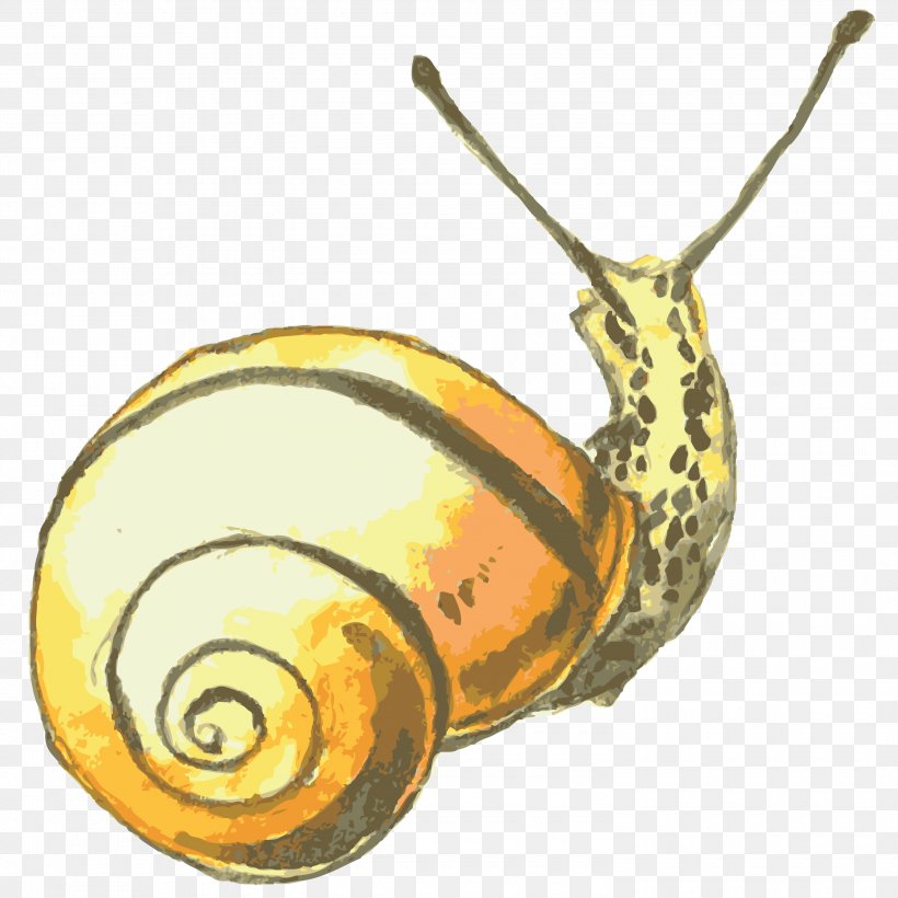 Snail Orthogastropoda, PNG, 3000x3000px, Snail, Cartoon, Computer Network, Invertebrate, Membrane Winged Insect Download Free