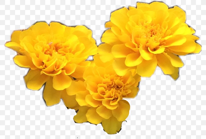 Yellow Cut Flowers Petal, PNG, 792x555px, Yellow, Calendula, Cut Flowers, Editing, English Marigold Download Free
