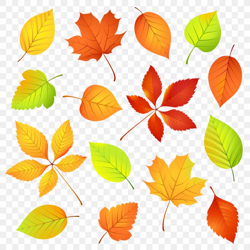 Autumn Leaf Color Autumn Leaf Color Maple Leaf, PNG, 1024x1024px, Leaf, Autumn, Autumn Leaf Color, Botanical Illustration, Branch Download Free