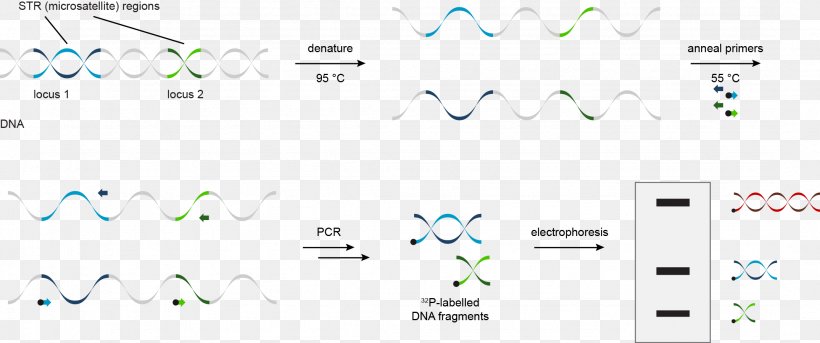 DNA Profiling STR Analysis Polymerase Chain Reaction Microsatellite, PNG, 2149x901px, Dna Profiling, Amplifikacija, Area, Brand, Computer Download Free