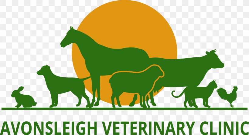 Horse Cat Dog Veterinarian Clinique Vétérinaire, PNG, 1920x1042px, Horse, Animal, Carnivoran, Cat, Dog Download Free