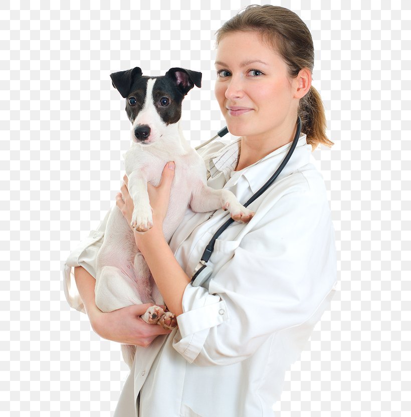 Cat Jack Russell Terrier Veterinarian Pet Sitting Puppy, PNG, 585x832px, Cat, Companion Dog, Dog, Dog Breed, Dog Clothes Download Free