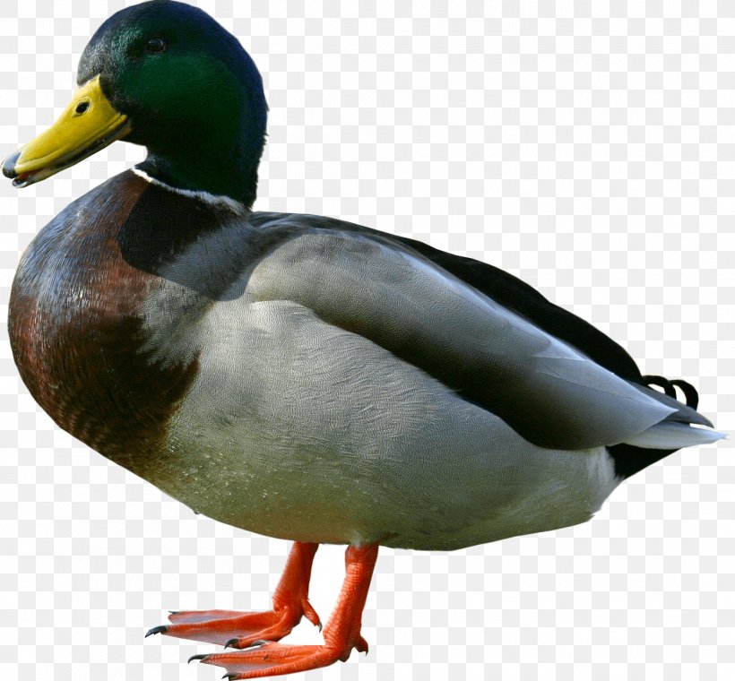 Duck Wiki, PNG, 1888x1750px, American Pekin, Beak, Bird, Duck, Ducks Geese And Swans Download Free
