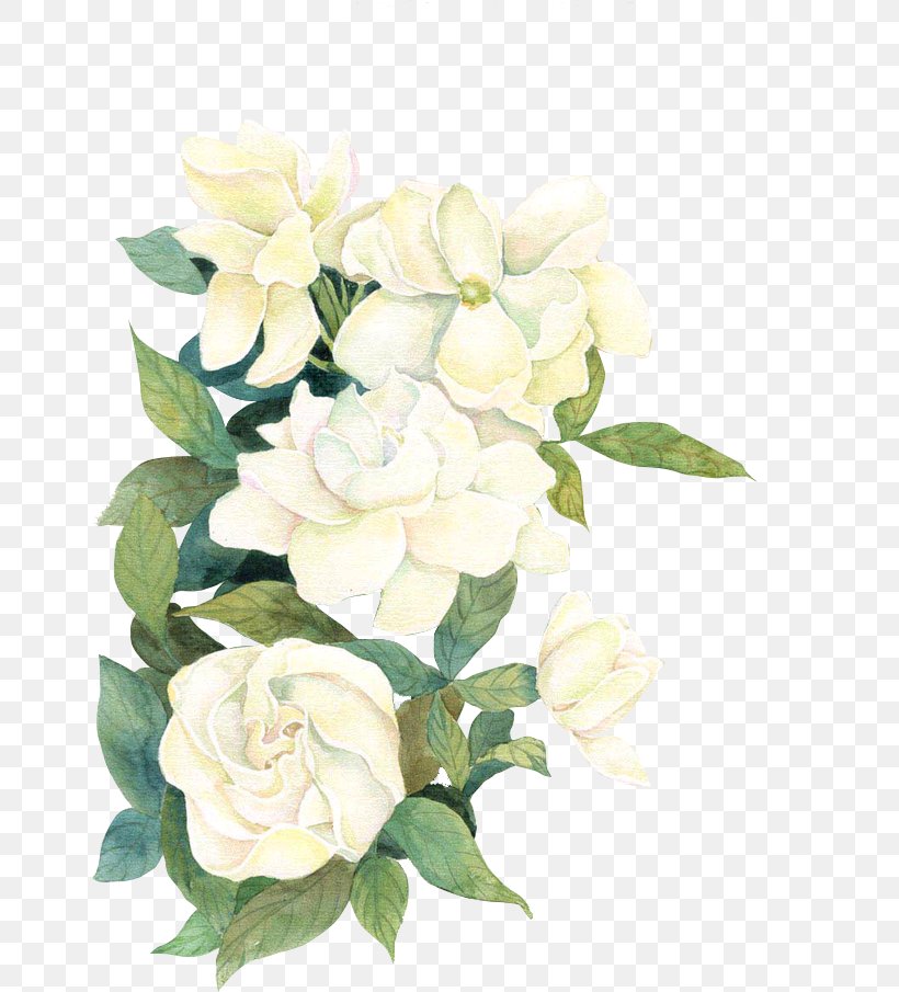 Flower Download If(we), PNG, 658x905px, Gardenia, Artificial Flower, Cut Flowers, Floral Design, Floristry Download Free