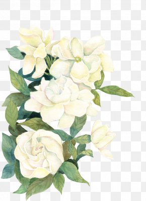 Watercolor White Flower Images, Watercolor White Flower Transparent Png, Free Download