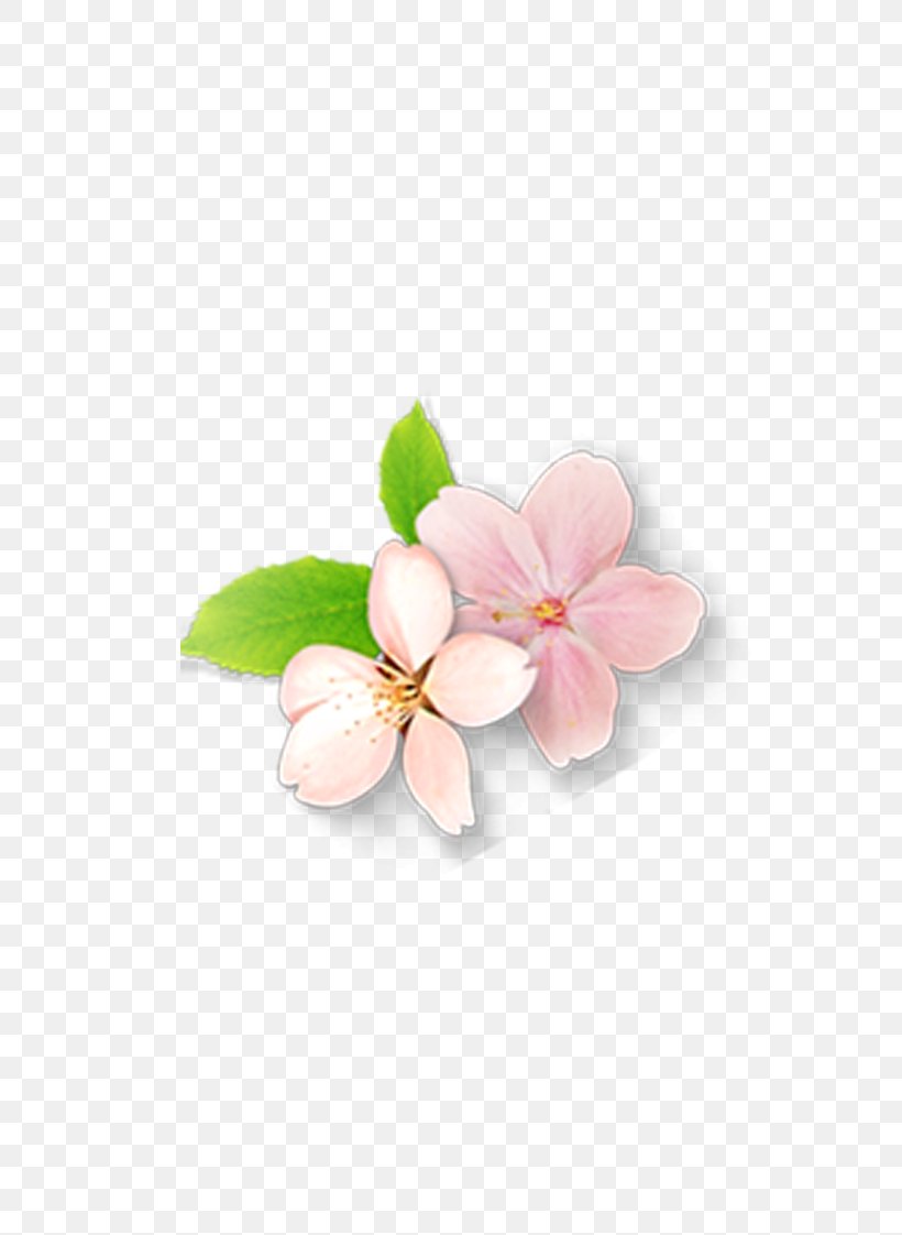Petal Flower, PNG, 794x1122px, Petal, Blossom, Cherry, Cut Flowers, Flower Download Free