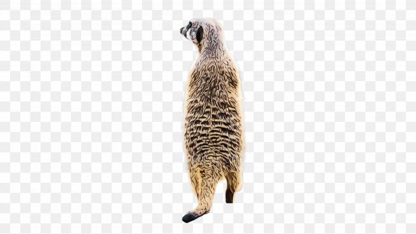 Meerkat Mongoose Tail Viverridae Wildlife, PNG, 2664x1500px, Watercolor, Meerkat, Mongoose, Paint, Tail Download Free