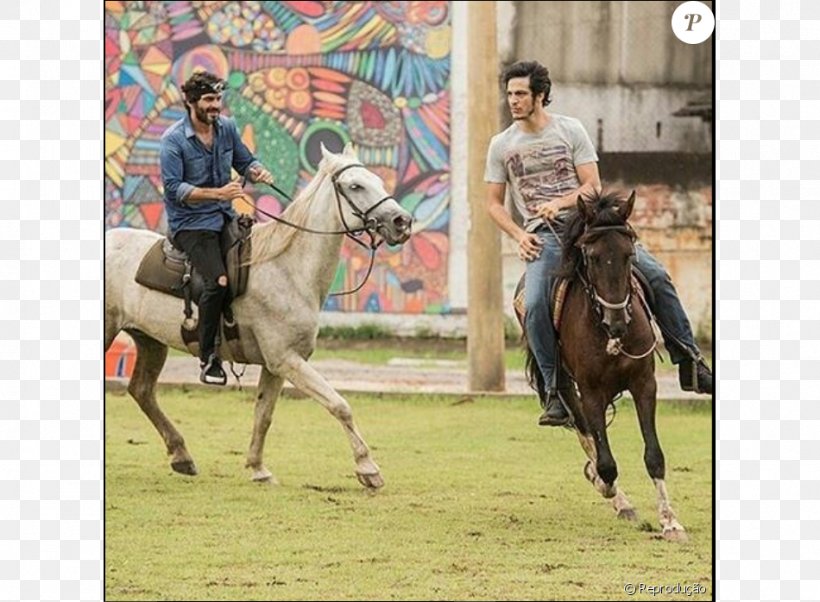 Stallion Western Riding Bridle Mare Equestrian, PNG, 950x698px, Stallion, Animal Sports, Bridle, Competition, Equestrian Download Free