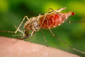 Mosquito - Anopheles Gambiae Insect Malaria Vector Anopheles Stephensi PNG