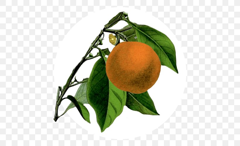 Bitter Orange Mandarin Orange Rangpur Tangerine Tangelo, PNG, 500x500px, Bitter Orange, Citron, Citrus, Clementine, Diospyros Download Free