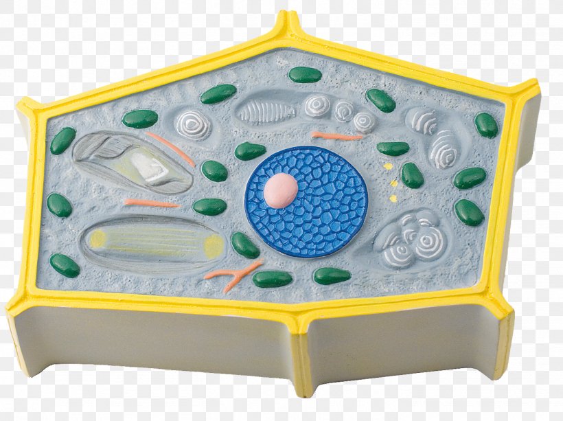 Plant Cell Botany Cross Section, PNG, 1417x1060px, 2018 Nissan Leaf, Plant Cell, Auglis, Botany, Cell Download Free