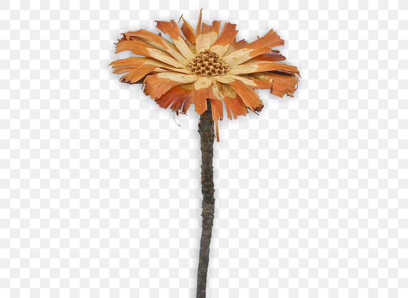 Sugarbushes Transvaal Daisy Protea Repens Cut Flowers Protea Compacta, PNG, 600x600px, Sugarbushes, Artificial Flower, Color, Cut Flowers, Daisy Family Download Free
