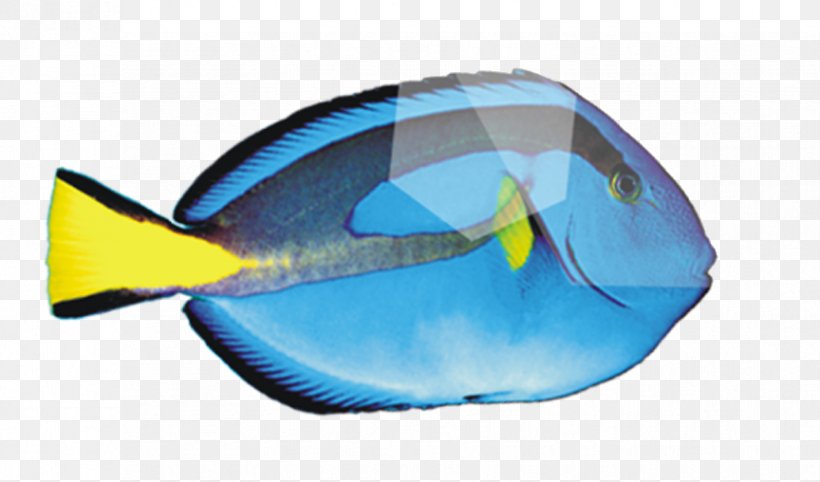 Deep Sea Fish Peces De Mar, PNG, 864x508px, Fish, Blue, Deep Sea, Deep Sea Fish, Electric Blue Download Free