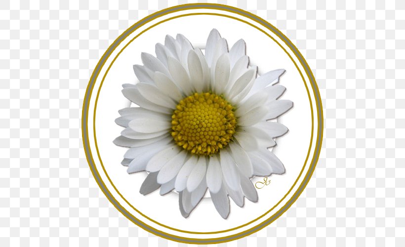 Giphy Flower Drawing White, PNG, 500x500px, Giphy, Aster, Black, Black And White, Chamaemelum Nobile Download Free