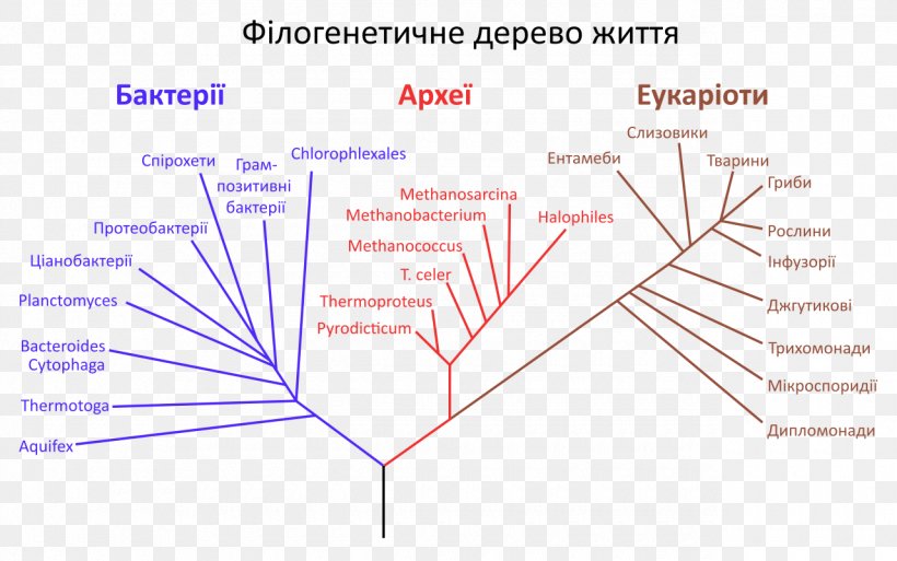 Phylogenetic Tree Phylogenetics Tree Of Life Evolution, PNG, 1280x802px, Phylogenetic Tree, Archaeans, Area, Bacteria, Biology Download Free