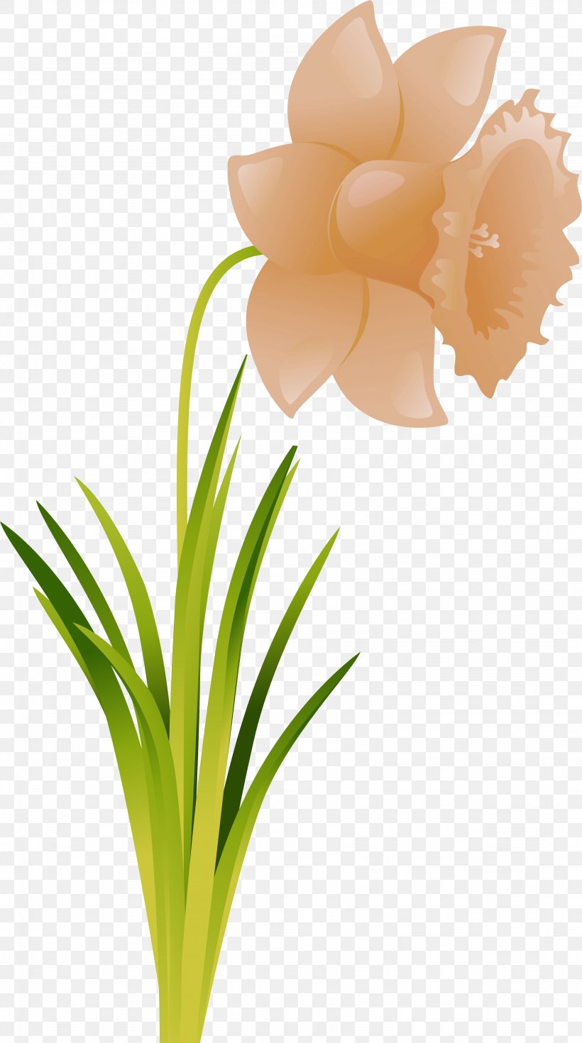 Cut Flowers Flowering Plant .ru, PNG, 3073x5511px, Flower, Amaryllis, Amaryllis Family, Cut Flowers, Floral Design Download Free