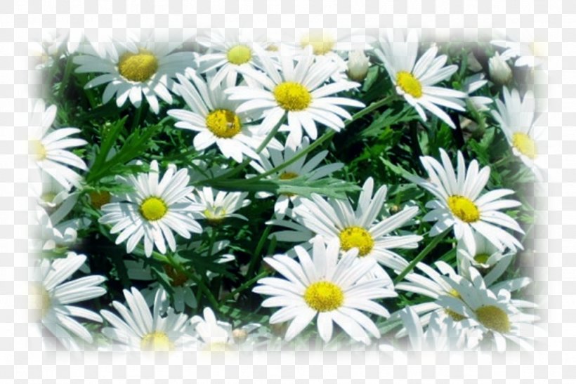 Edible Flower Oxeye Daisy Roman Chamomile Marguerite Daisy, PNG, 1024x684px, Edible Flower, Annual Plant, Aster, Chamaemelum Nobile, Chamomiles Download Free