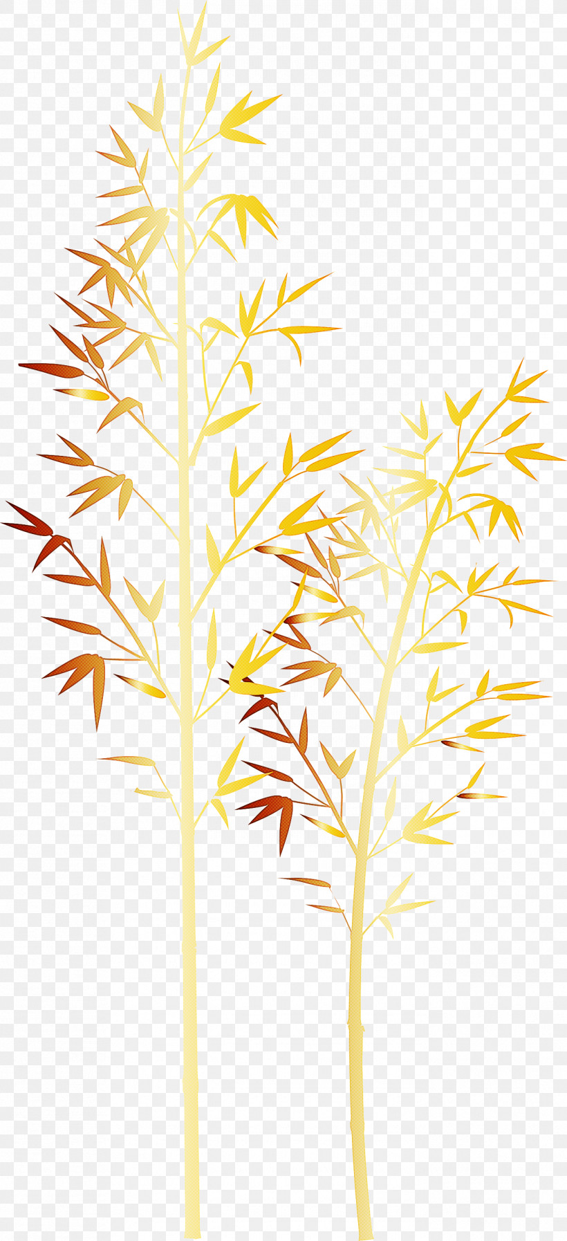 Bamboo Leaf, PNG, 1371x3000px, Bamboo, Grass, Grass Family, Leaf, Plant Download Free