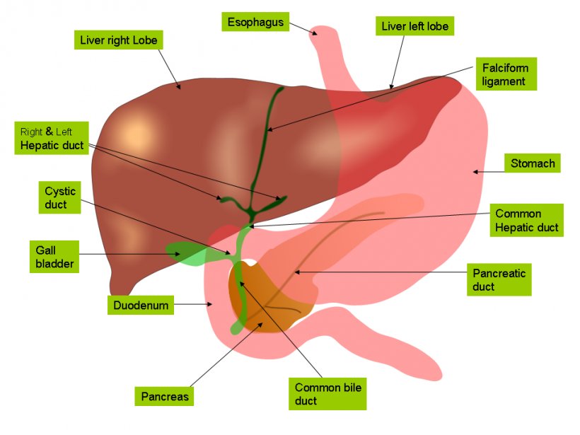 Liver Anatomy Gallbladder Bile Gastrointestinal Tract, PNG, 960x720px, Watercolor, Cartoon, Flower, Frame, Heart Download Free