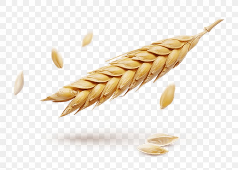 Wheat Ear Grain Information, PNG, 850x608px, Wheat, Cereal, Cereal Germ, Commodity, Dinkel Wheat Download Free
