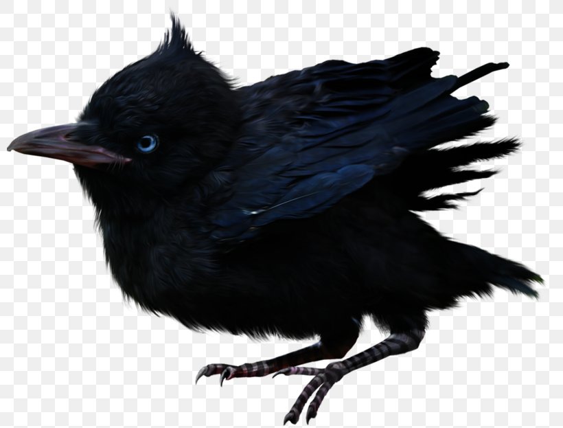 American Crow Rook Common Raven Fauna Beak, PNG, 800x623px, American Crow, Beak, Bird, Common Raven, Crow Download Free