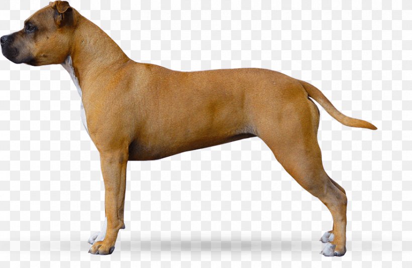 American Staffordshire Terrier American Pit Bull Terrier Staffordshire Bull Terrier Dog Breed, PNG, 875x570px, American Staffordshire Terrier, American Pit Bull Terrier, Breed, Breeder, Bull Terrier Download Free