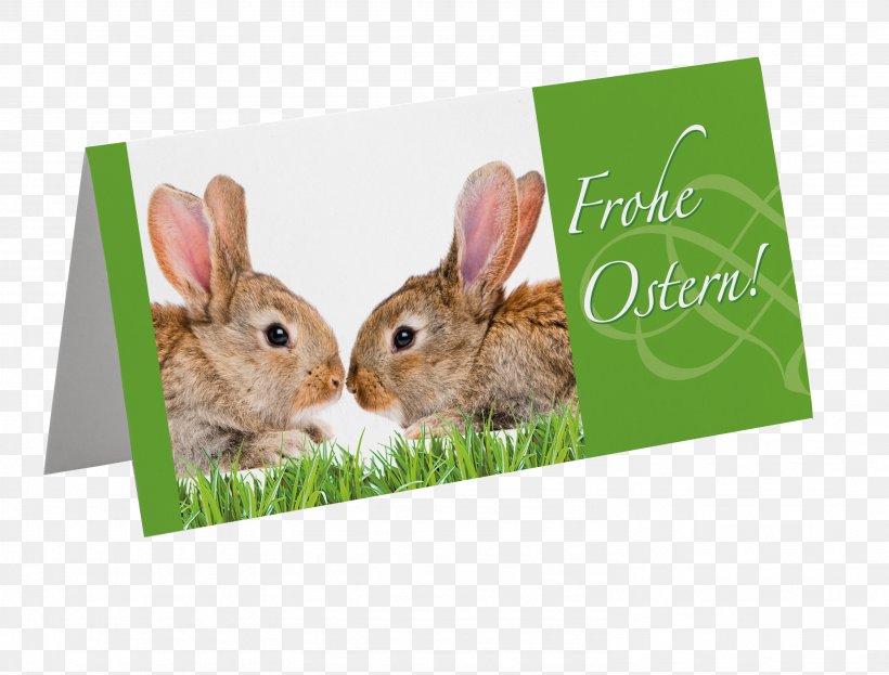 Domestic Rabbit Hare Fauna, PNG, 2978x2266px, Domestic Rabbit, Fauna, Hare, Rabbit, Rabits And Hares Download Free