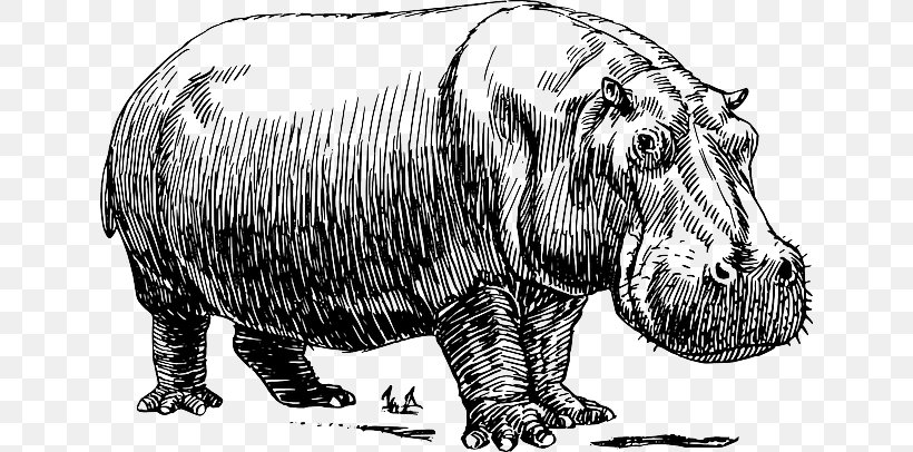 Hippopotamus Drawing Clip Art Vector Graphics Image, PNG, 640x406px, Hippopotamus, Art, Bear, Black And White, Carnivoran Download Free
