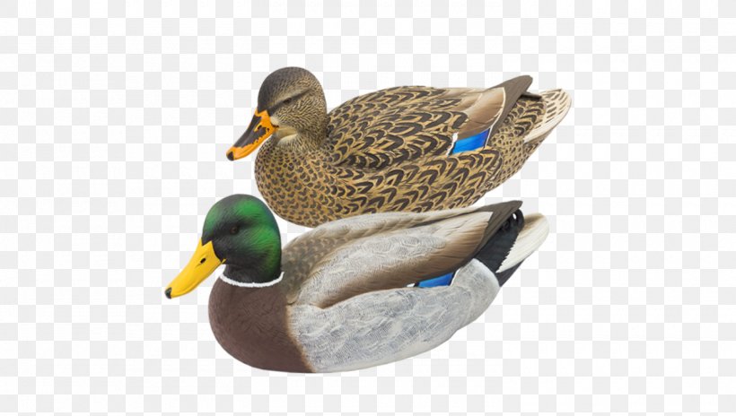 Mallard Duck Decoy Waterfowl Hunting, PNG, 1500x850px, Mallard, Beak, Bird, Bluewinged Teal, Decoy Download Free