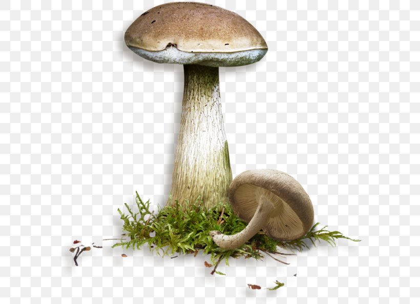 Mushroom Penny Bun Fungus Clip Art, PNG, 600x593px, Mushroom, Concepteur, Dots Per Inch, Edible Mushroom, Fungus Download Free