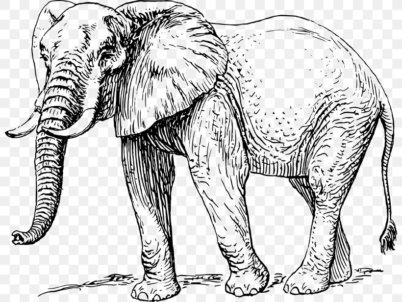 Asian Elephant African Elephant Line Art Elephantidae Clip Art, PNG, 800x616px, Asian Elephant, African Elephant, Animal Figure, Art, Big Cats Download Free