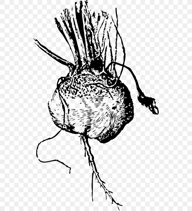 Beetroot Borscht Sugar Beet Clip Art, PNG, 536x900px, Watercolor, Cartoon, Flower, Frame, Heart Download Free