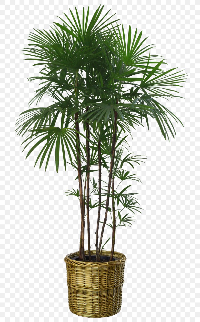 Flowerpot Houseplant Tree Bench Bamboo, PNG, 760x1320px, Flowerpot, Areca Nut, Arecaceae, Arecales, Bamboo Download Free