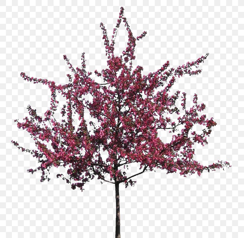 Tree Silhouette Clip Art, PNG, 800x800px, Tree, Art, Blossom, Branch, Cherry Download Free
