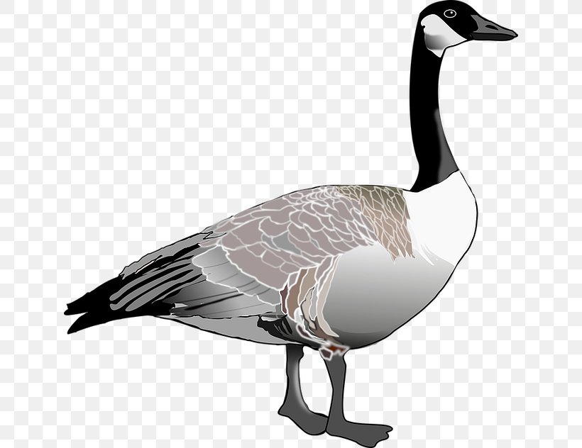 Canada Goose Canada Goose Bird Clip Art, PNG, 640x632px, Canada, Beak, Bird, Canada Goose, Drawing Download Free