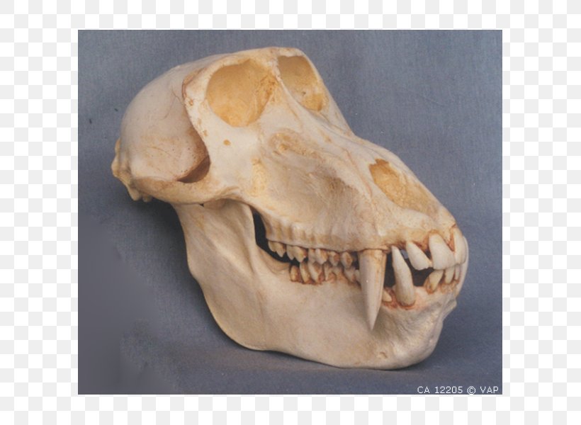 Mandrill Primate Skull Hamadryas Baboon Ape, PNG, 600x600px, Mandrill, Anatomy, Animal, Ape, Baboons Download Free