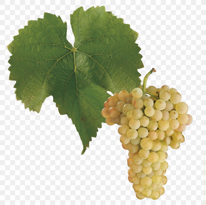 Pinot Blanc Pinot Gris Sauvignon Blanc Pinot Noir Cabernet Sauvignon, PNG, 1600x1600px, Pinot Blanc, Cabernet Sauvignon, Chardonnay, Common Grape Vine, Food Download Free
