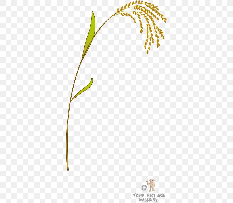 Plant Stem Grasses Rice Clip Art, PNG, 355x714px, Plant Stem, Branch, Commodity, Flora, Flower Download Free