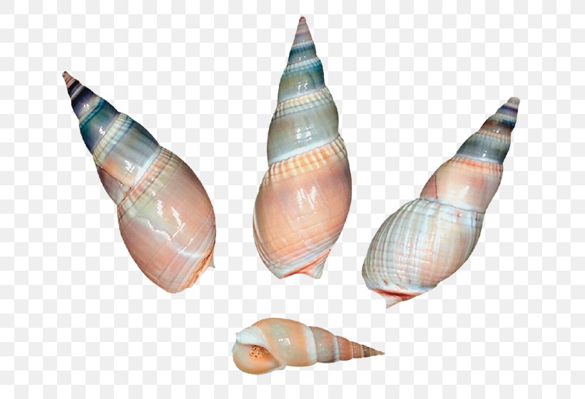 Seashell Gastropod Shell Sea Snail Clip Art, PNG, 695x560px, Seashell, Caracola, Conch, Conchology, Gastropod Shell Download Free