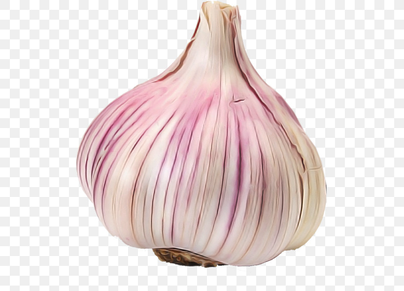 Garlic Red Onion Shallot Purple Red, PNG, 511x591px, Garlic, Onion, Purple, Red, Red Onion Download Free