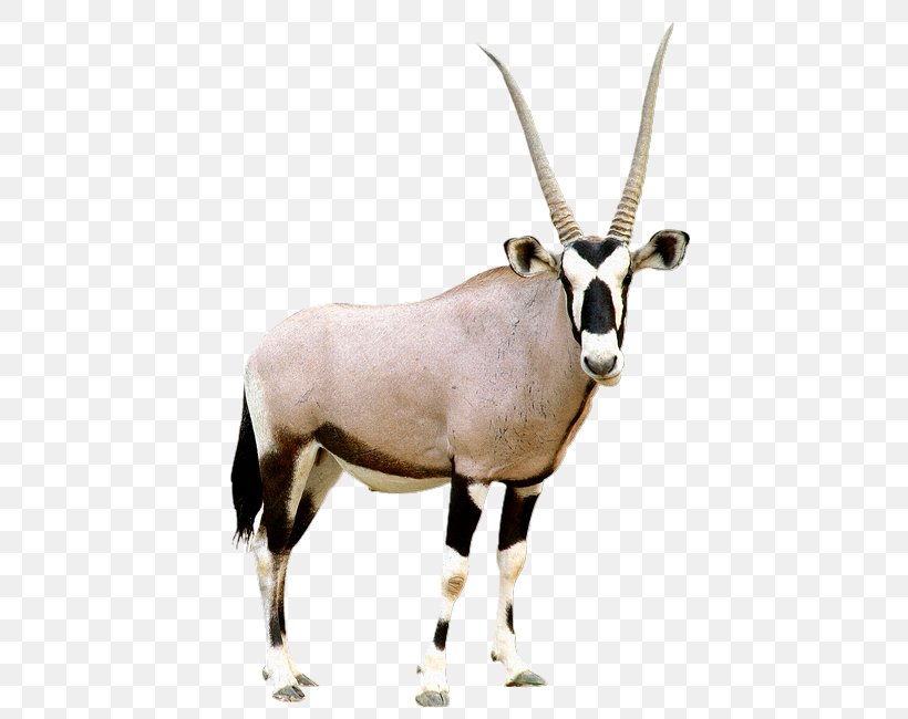 Gemsbok Antelope Pronghorn Scimitar Oryx, PNG, 461x650px, Gemsbok, Animal, Antelope, Caprinae, Cattle Like Mammal Download Free