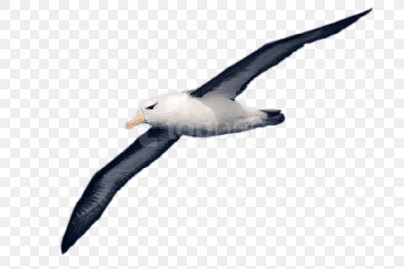 Albatross Clip Art Image Bird, PNG, 850x567px, Albatross, Beak, Bird, Charadriiformes, Drawing Download Free
