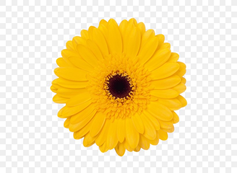 Transvaal Daisy Flower Bouquet Color Yellow, PNG, 600x600px, Transvaal Daisy, Calendula, Chrysanths, Color, Common Sunflower Download Free